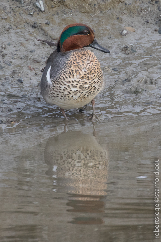 palo alto baylands